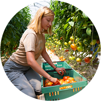 Image of a student working in Marist's community garden.